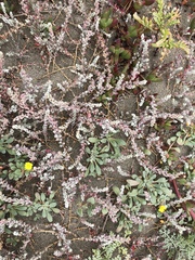 Extriplex californica