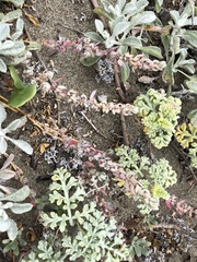 Extriplex californica