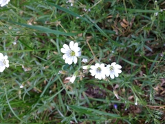 Cerastium arvense strictum