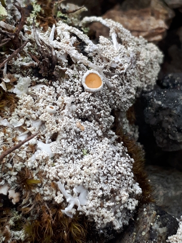 Arctic Saucer Lichen