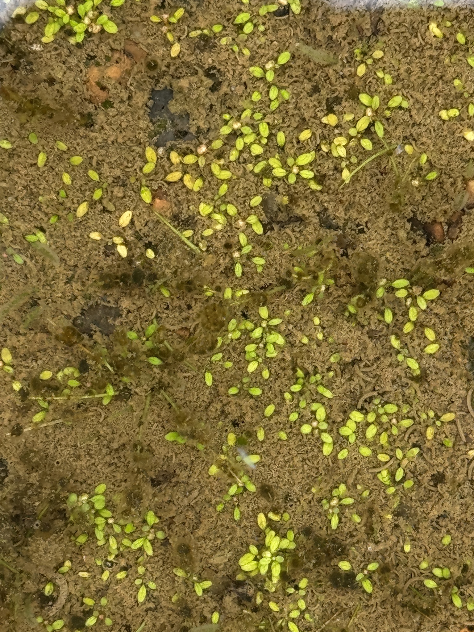 Imagem de Pimenta-d'água
