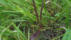 Dactylorhiza incarnata cruenta