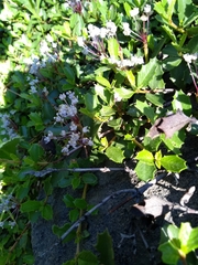 Ceanothus prostratus prostratus