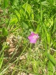 Geranium pseudosibiricum