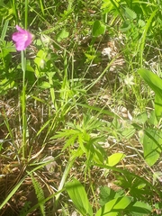 Geranium pseudosibiricum