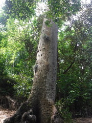 Ceiba pentandra