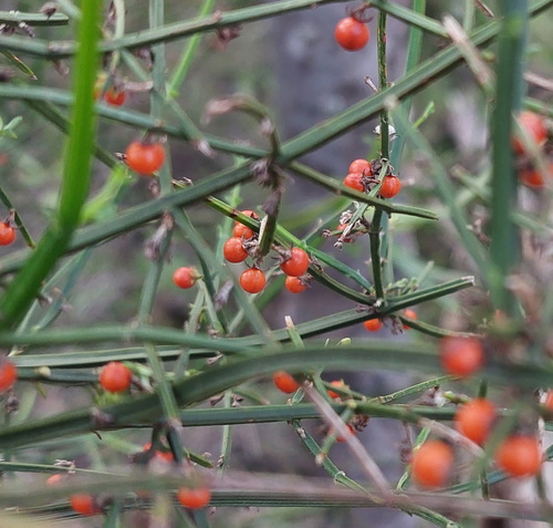 Teucrium junceum (A.Cunn. ex Walp.) Kattari & Heubl
