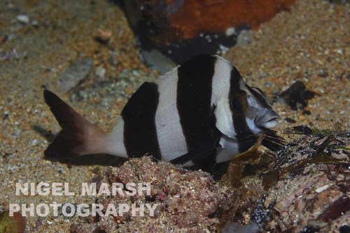 Magpie Perch