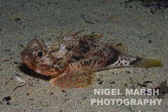 Maxillicosta scabriceps