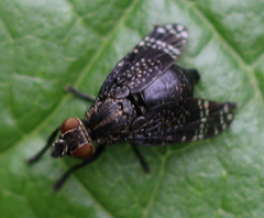 Platystoma