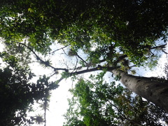 Ceiba pentandra