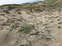 Astragalus nuttallii