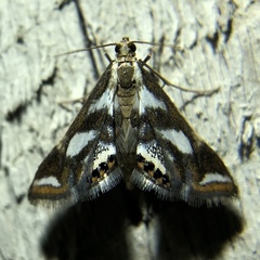 Chrysendeton imitabilis