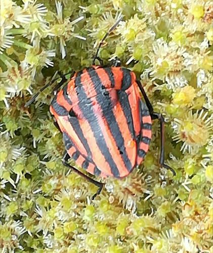 European Striped Shield Bug