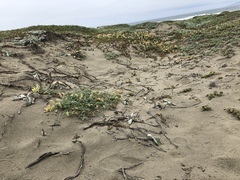 Astragalus nuttallii