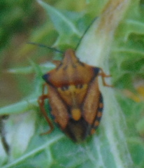 Carpocoris mediterraneus