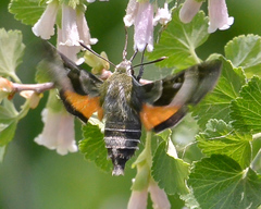 Proserpinus clarkiae