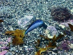 Suezichthys arquatus