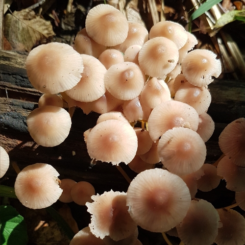 Mycena renati — (c) Marcello Manara, some rights reserved (CC BY)