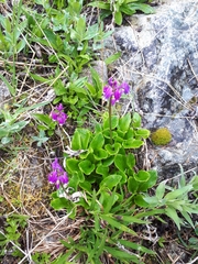 Primula frigida