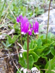 Primula frigida