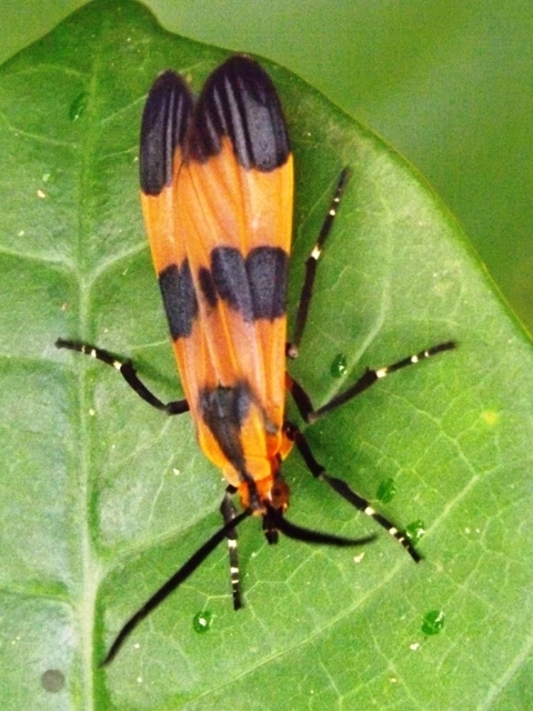 Correbidia terminalis