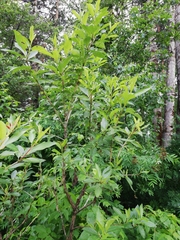Populus laurifolia
