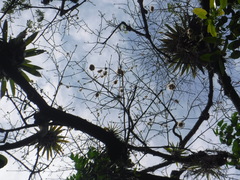 Ceiba pentandra