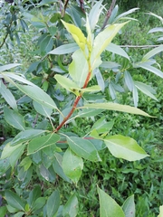 Populus laurifolia