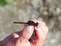 Leucorrhinia borealis