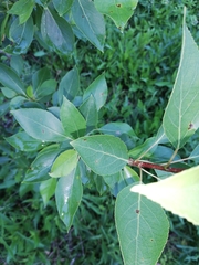 Populus laurifolia