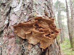 Porodaedalea