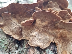 Porodaedalea