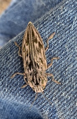 Chalcophora angulicollis