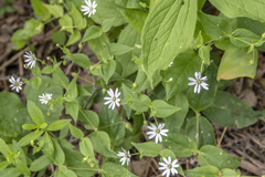 Stellaria bungeana