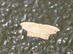 Phalacra