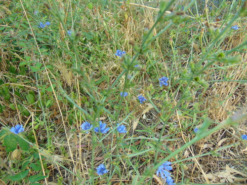 Chicory