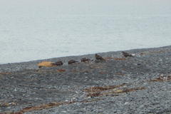 Milvus migrans lineatus