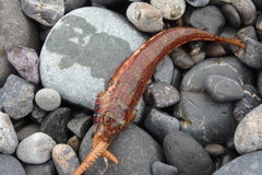 Parapercis pulchella