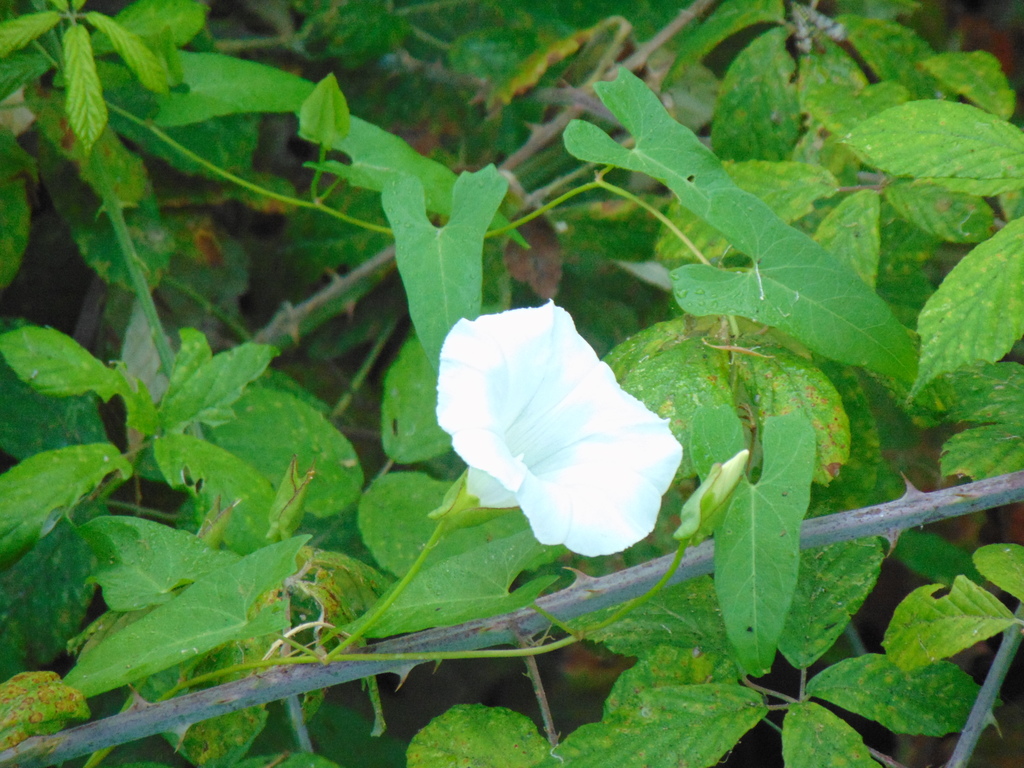 Vilucchio bianco