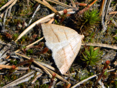 Petrophora subaequaria