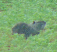 Myocastor coypus