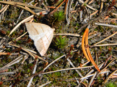 Petrophora subaequaria