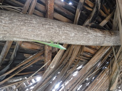 Anolis chlorocyanus
