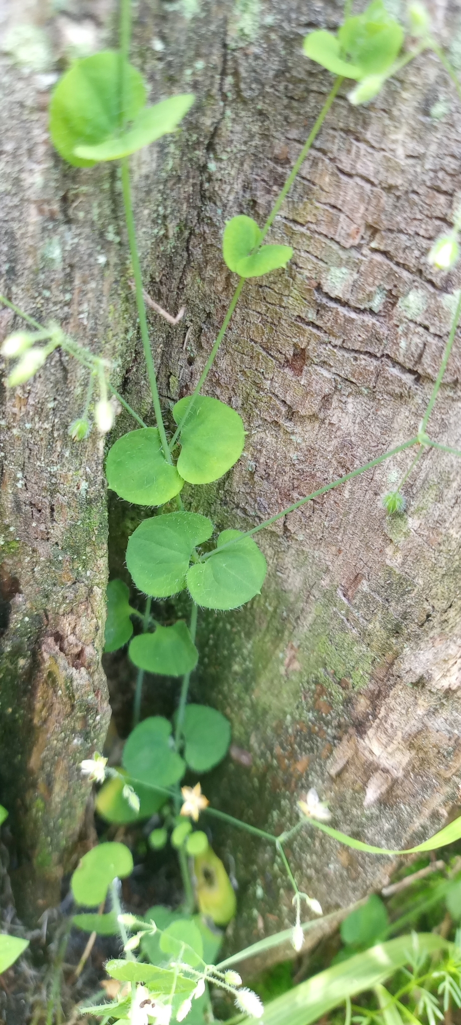 Imagem de Cipó-de-fogo