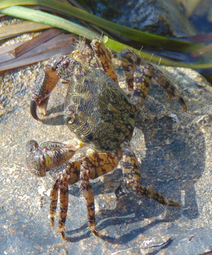 Marbled Crab