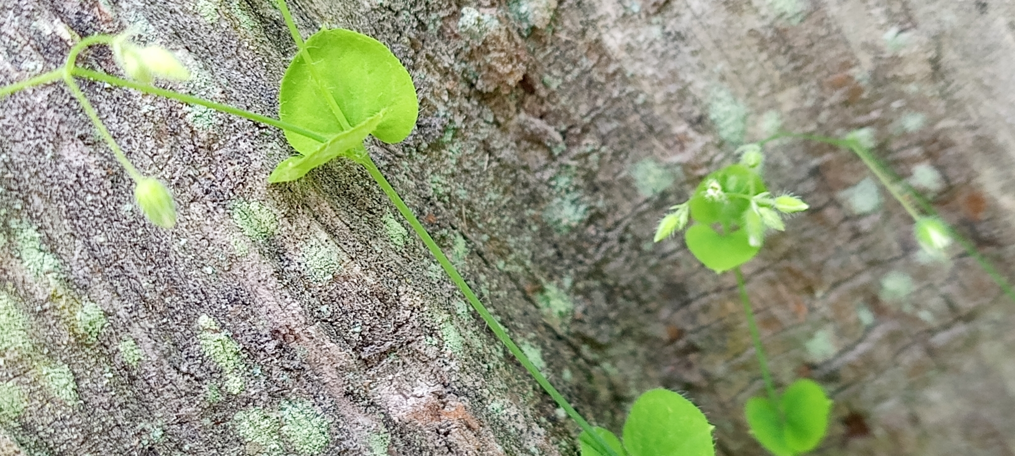 Imagem de Cipó-de-fogo