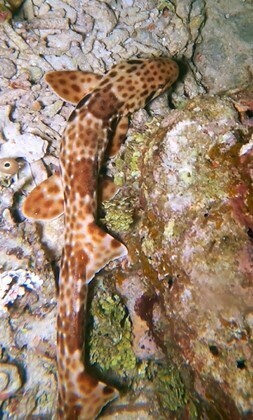 Indonesian speckled carpetshark (Hemiscyllium freycineti) — Hemiscylliidae — 3