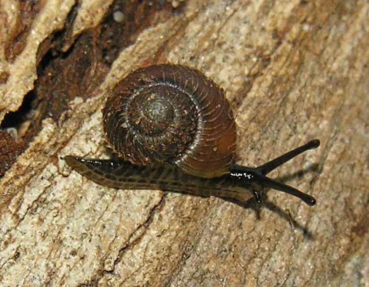 Flammulops