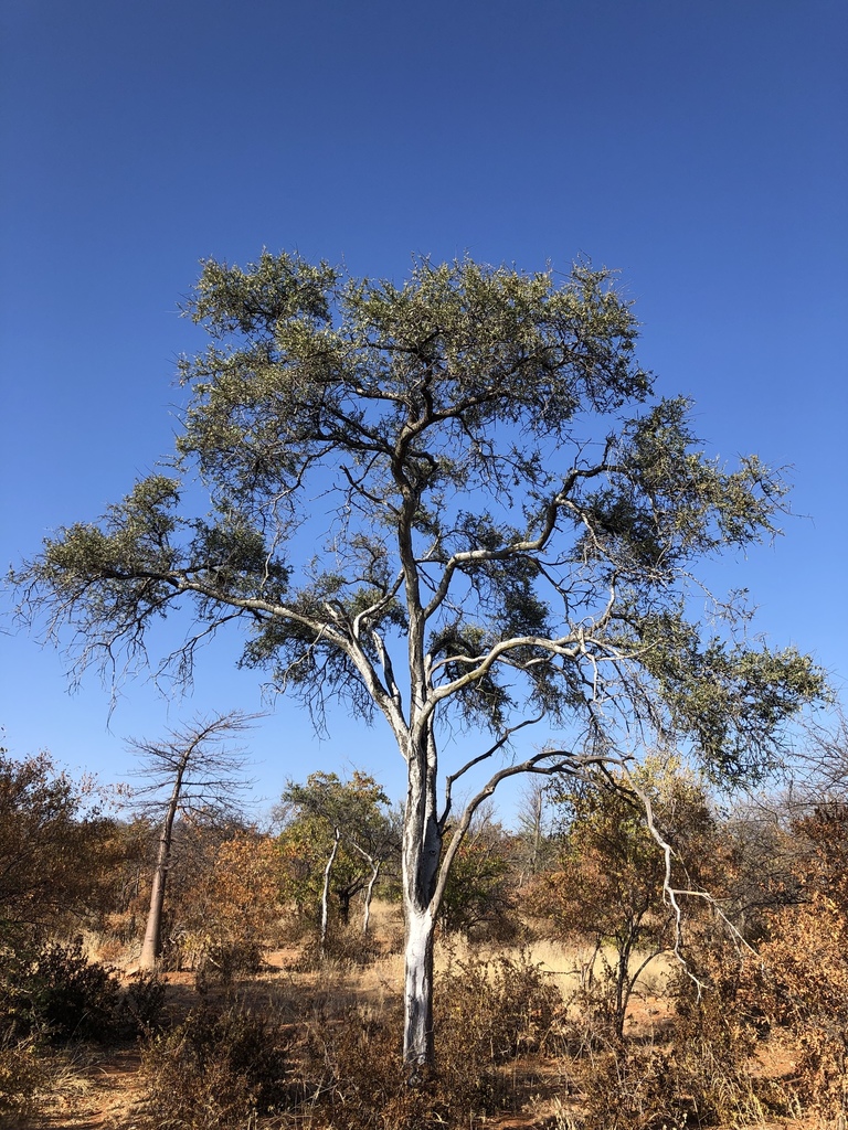 Shepherds tree (Boscia albitrunca) - Botanical Realm
